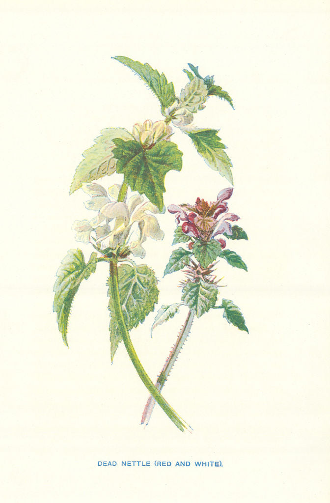 White & Red Dead Nettle, or Red Archangel. Wild Flowers by Frederick Hulme c1895